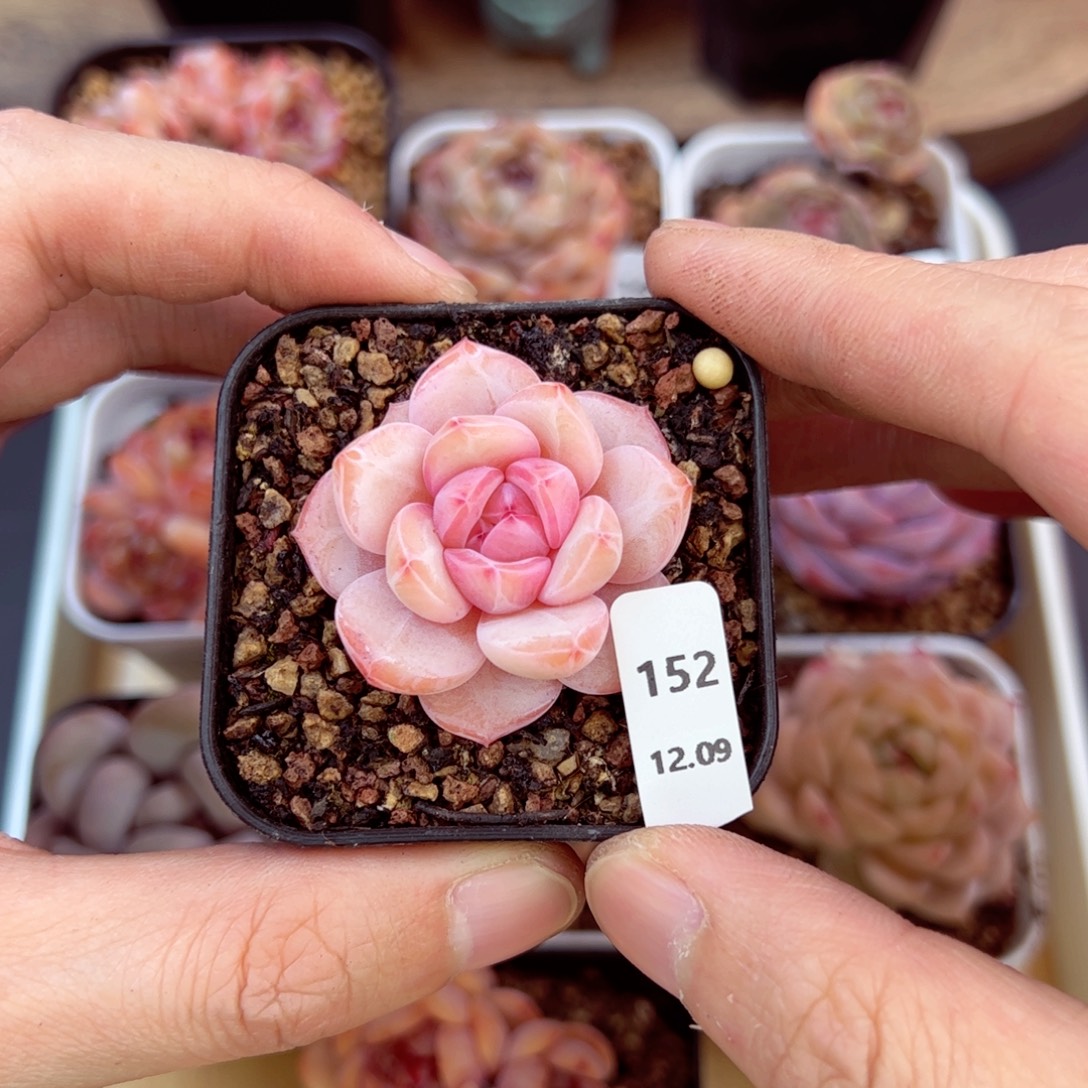 好好看152、哈哈哈哈哈