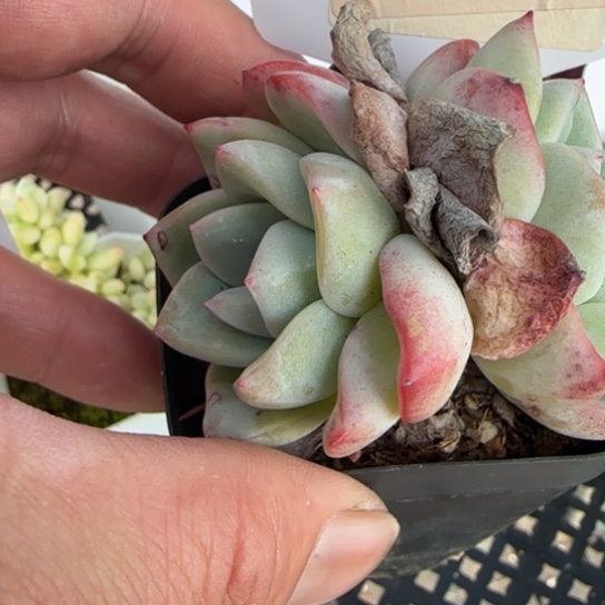 79泡芙一物一拍多肉