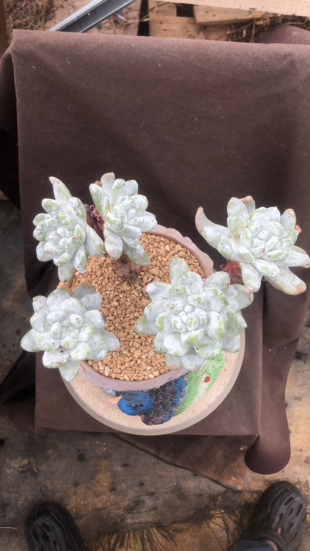多肉植物拇指造型老桩精控 大花朵脸