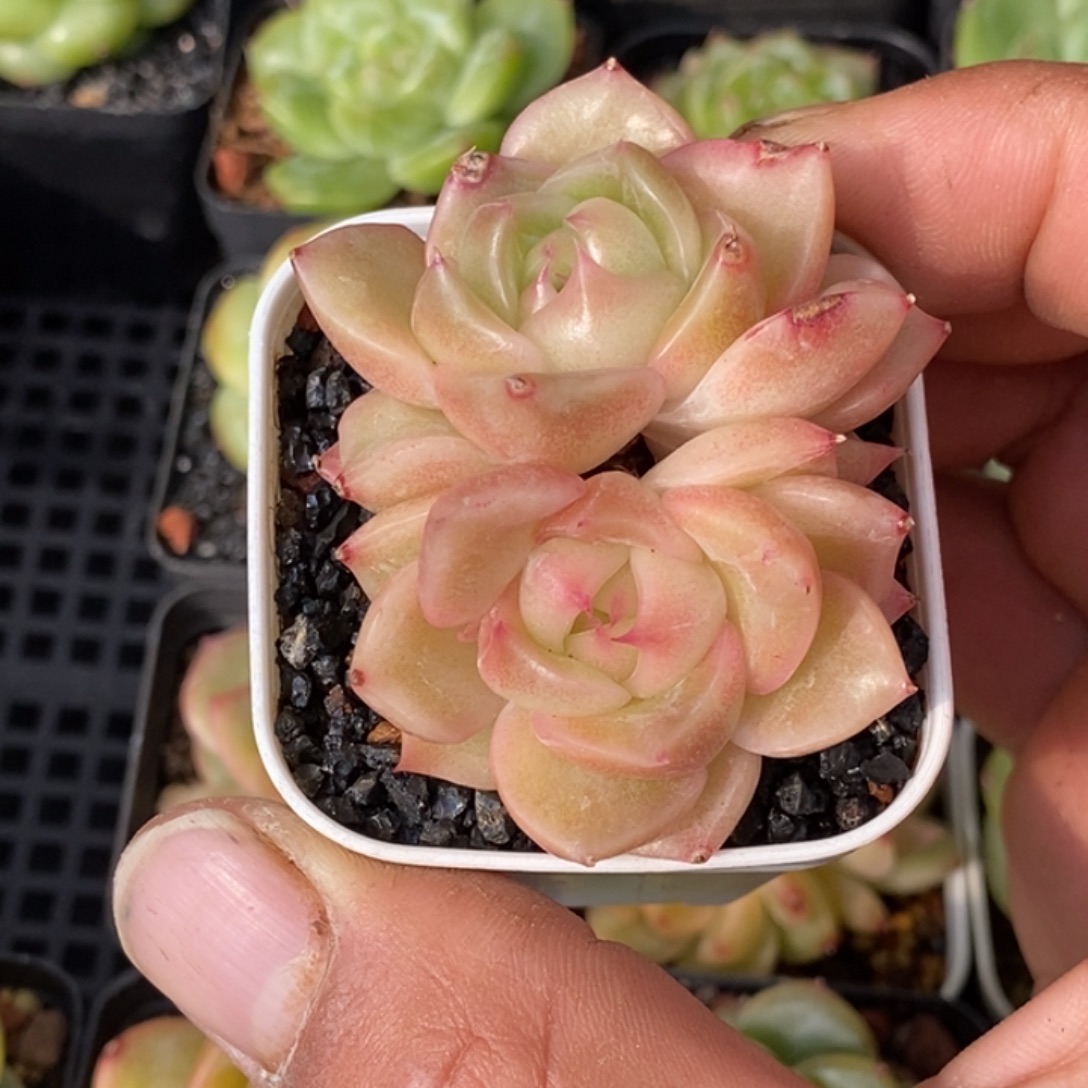 天官赐福百无禁忌