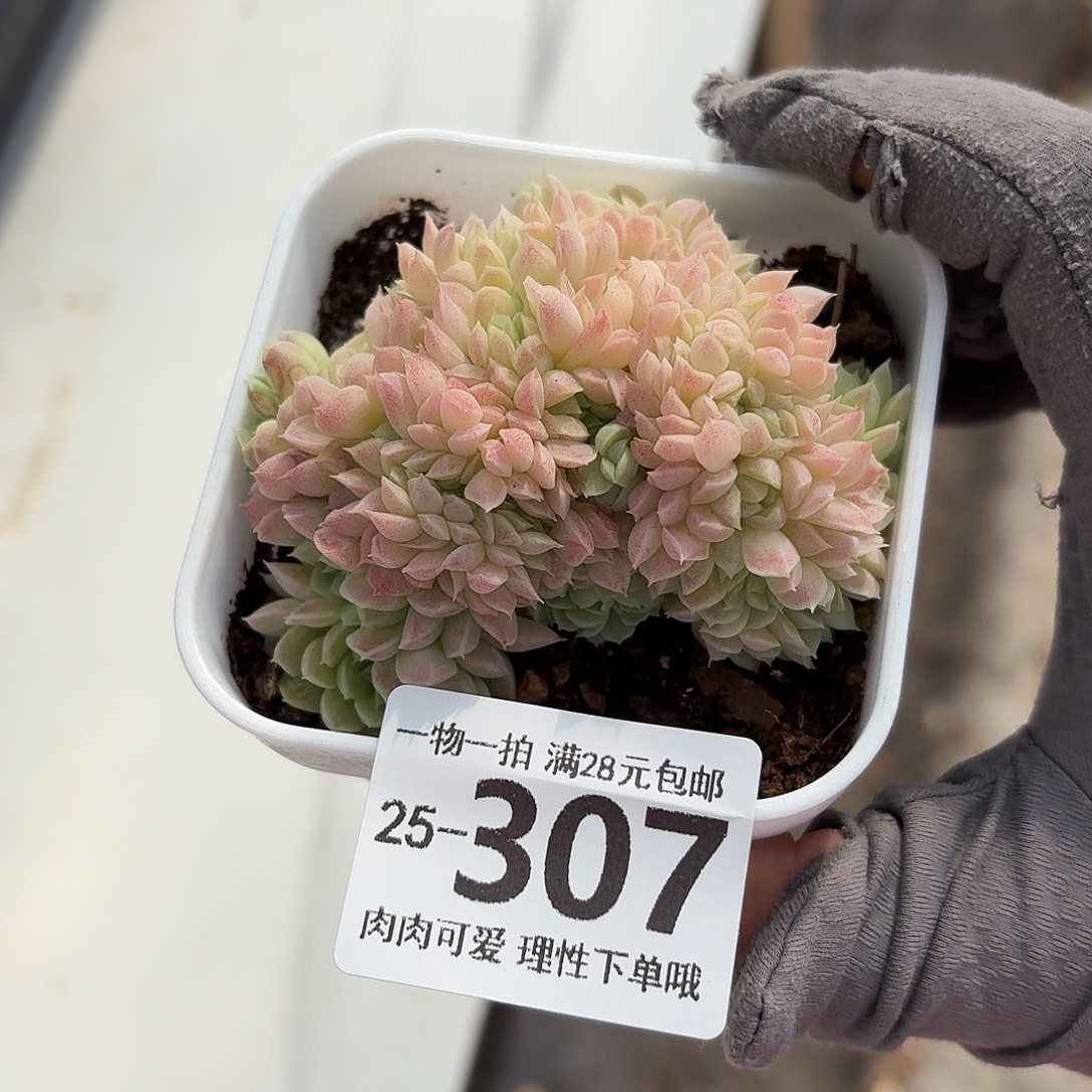 羊脂球缀无盆土发货