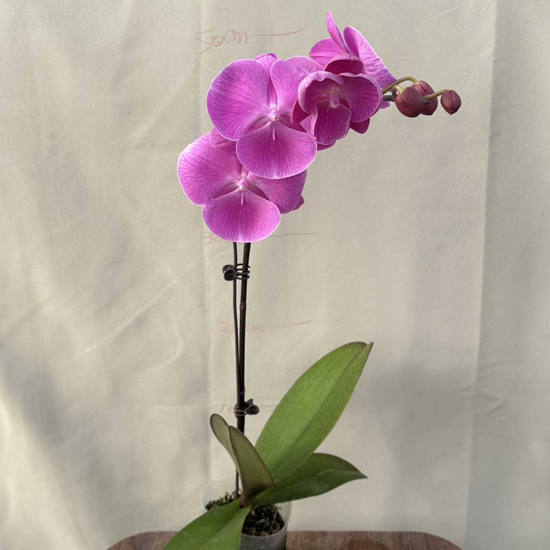 （圆满）蝴蝶兰 花期长 拍五颗组盆