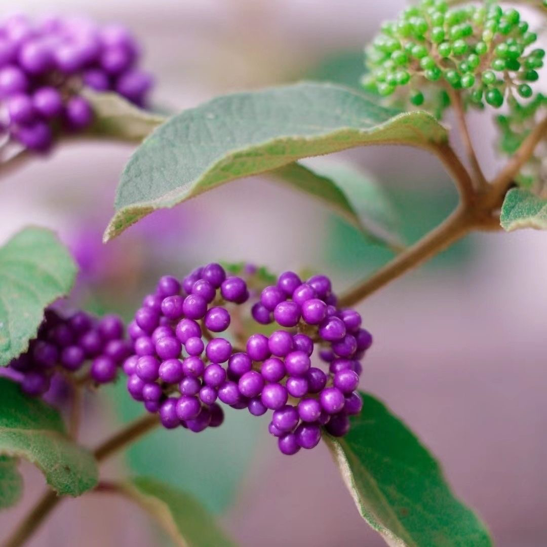 紫珠盆栽带花苞阳台庭院耐热耐寒好养易活年宵花多年生植物转运珠