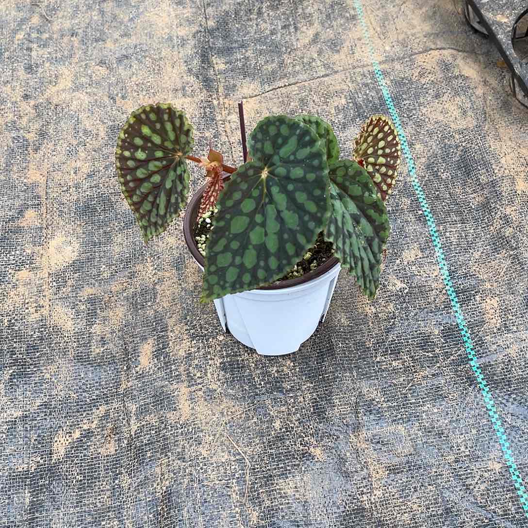 无花朵绿泡泡临沂