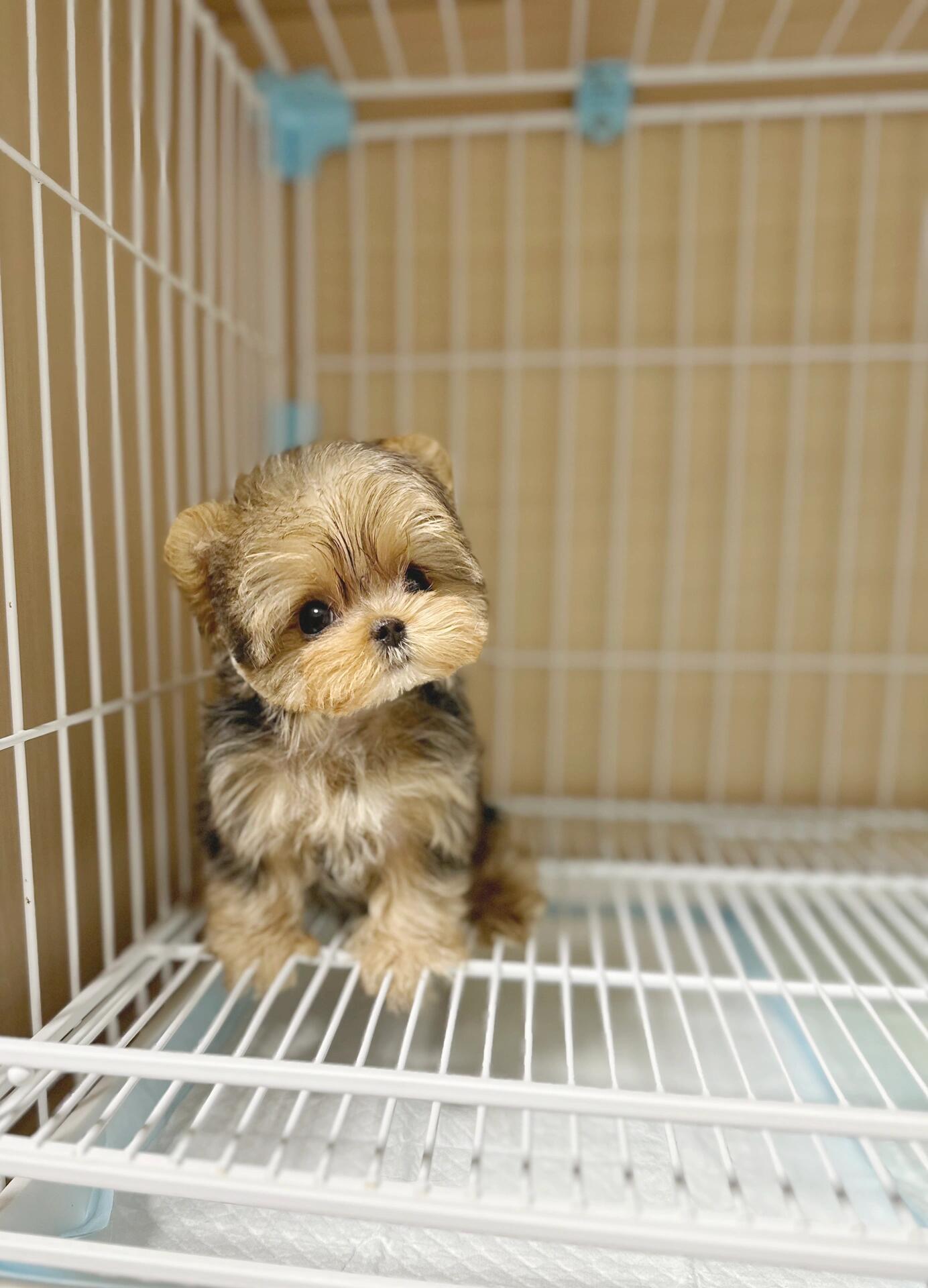 宠物狗狗咨询链接（比熊，雪纳瑞，马尔泰，西施，约克夏，边牧，泰迪等）