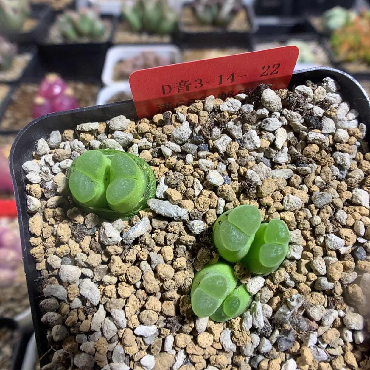 【闪购商品】3-14-22 风铃一盆 40