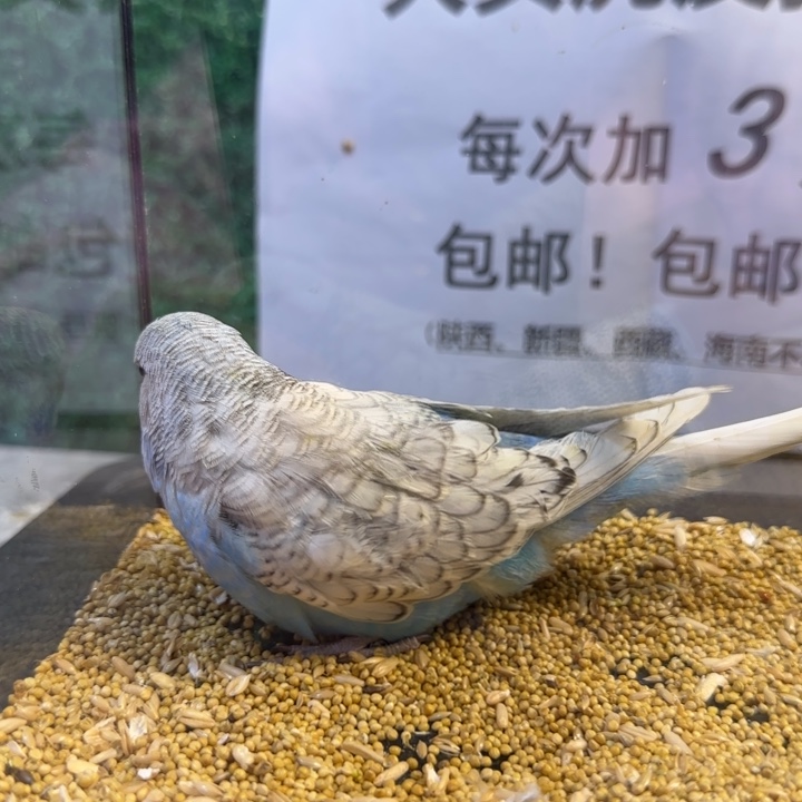 虎皮鹦鹉大头虎皮鹦鹉