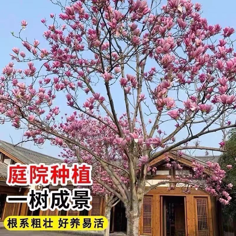 玉兰花树苗带花苞红白黄紫玉兰苗庭院室内外绿化耐寒花卉盆栽植物