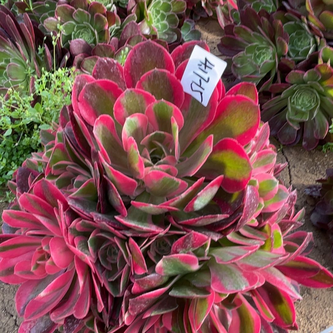 17-15四不像手捧多肉