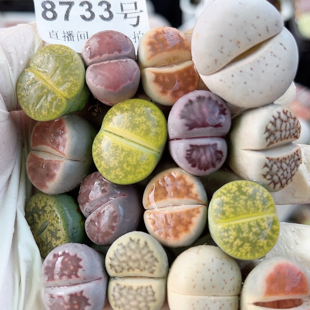 8733 好养易活生石花大母本18个