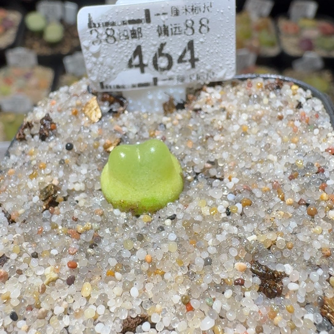 Sss精品便宜清了464拉登