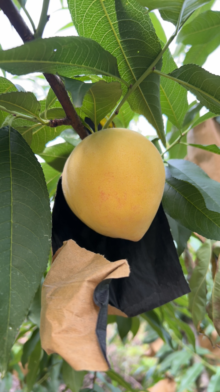 农家现摘黄桃4斤