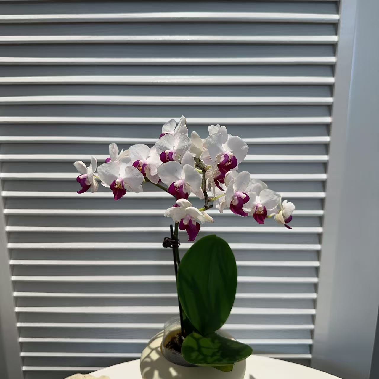 成功优选【樱桃小姐】蝴蝶兰精致组盆花卉盆栽四季植物