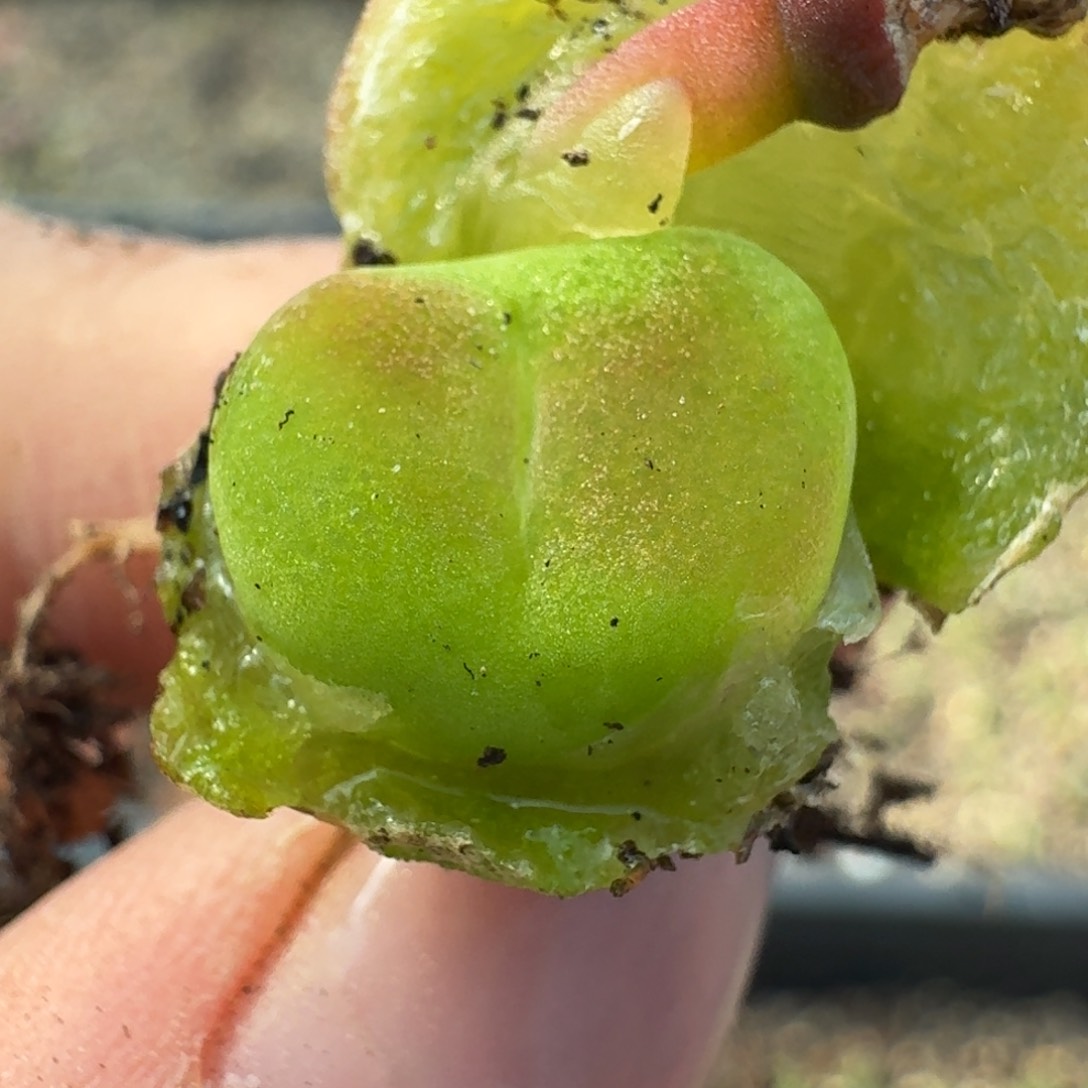 25-110水蜜桃  1430.5