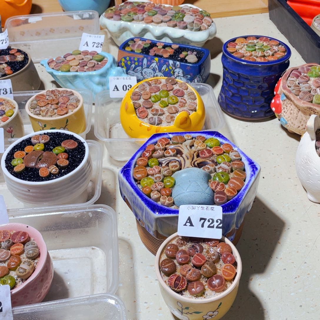 722生石花科植物花