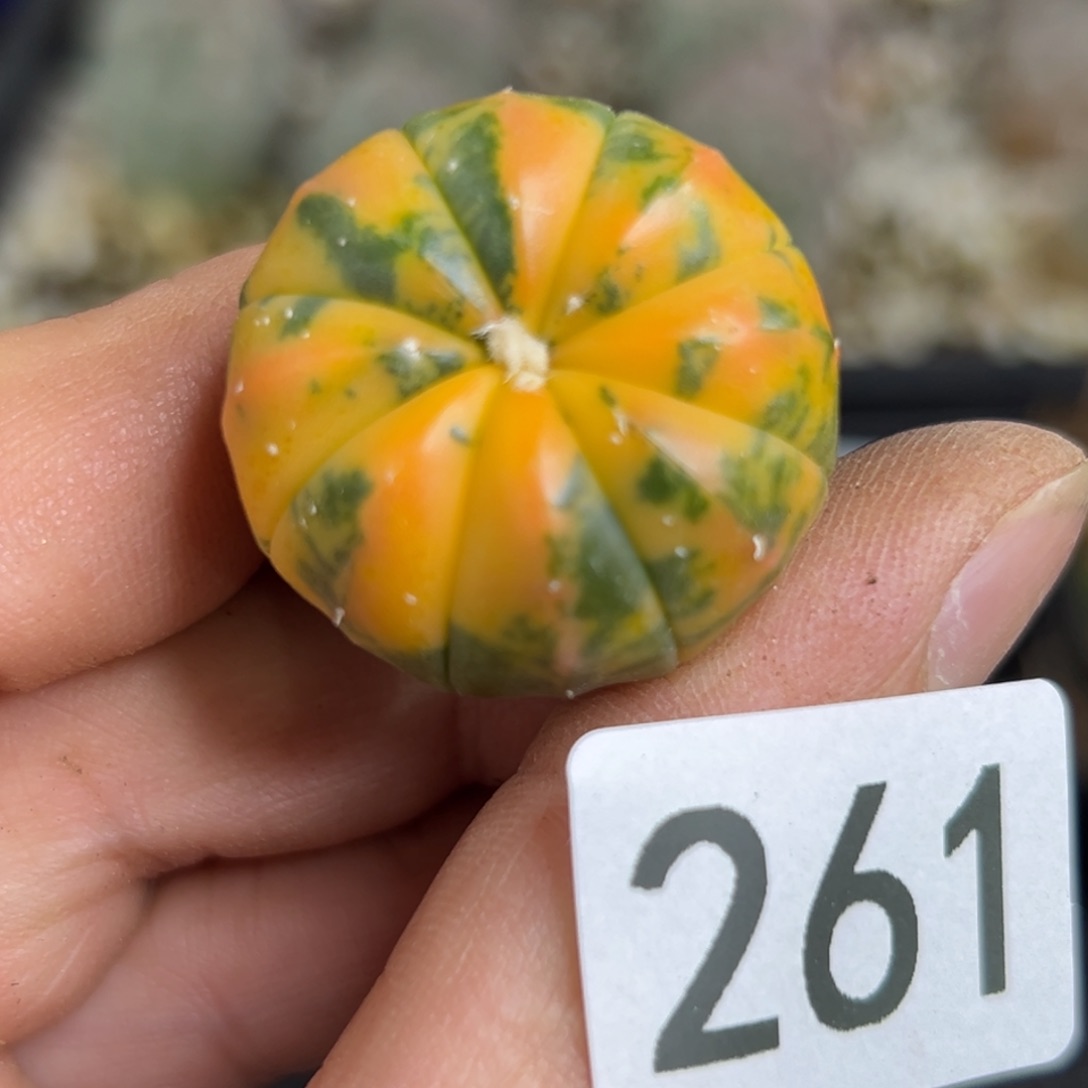 261 实生 仙人球的