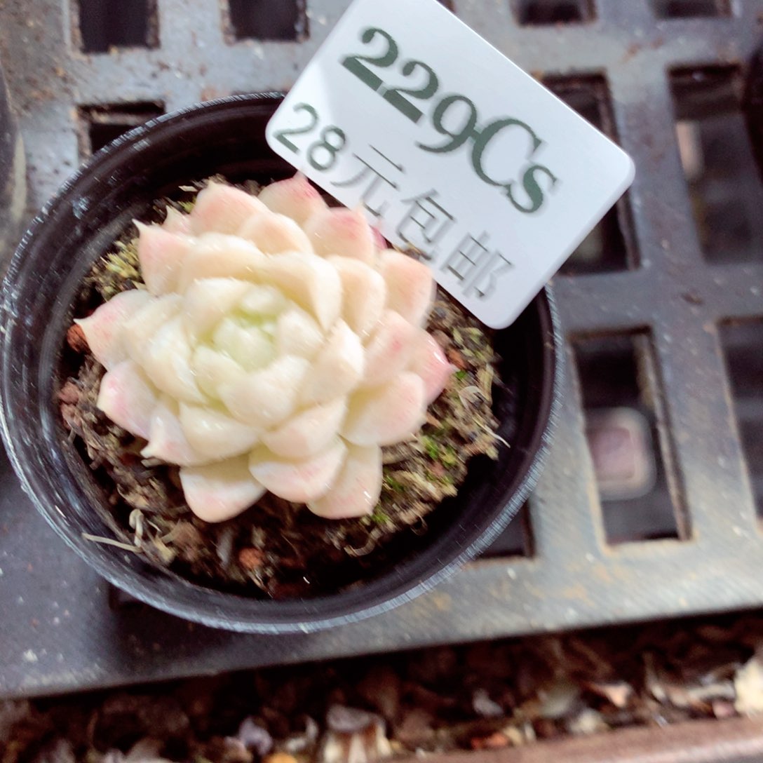 5厘米盆精控多肉229