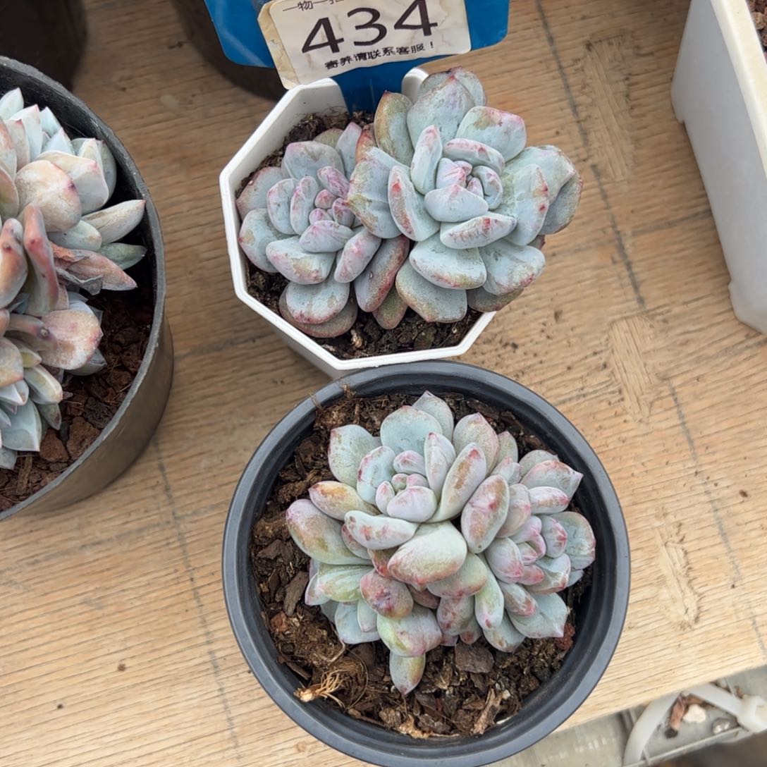 期**…434号多肉植物