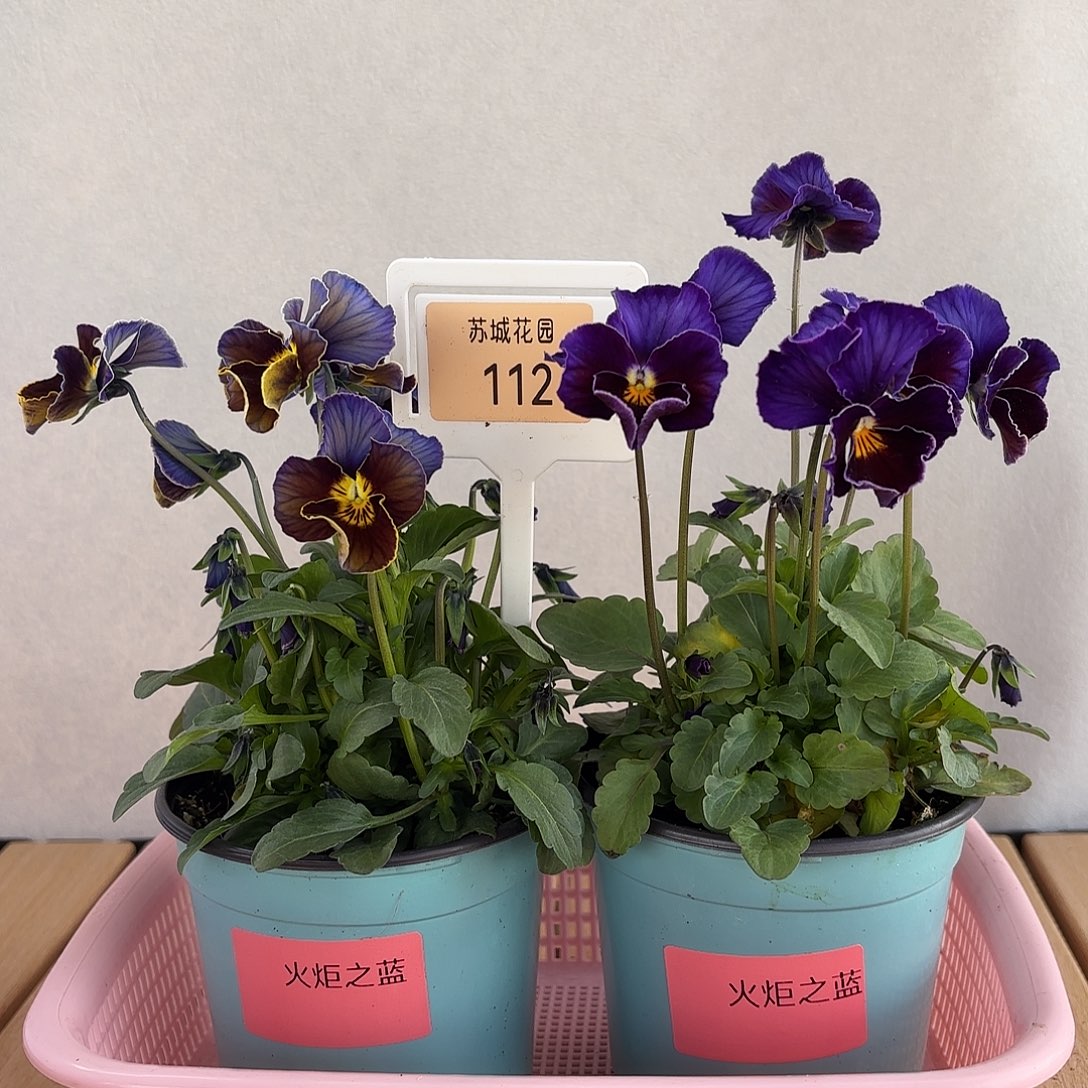 大部分开放少量花苞112