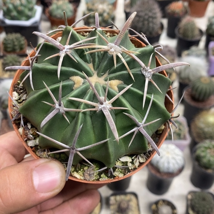 实生剑刺凌波特价