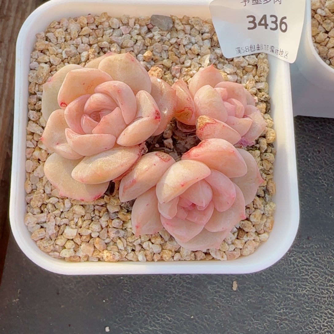 水晶桃子，3436多肉