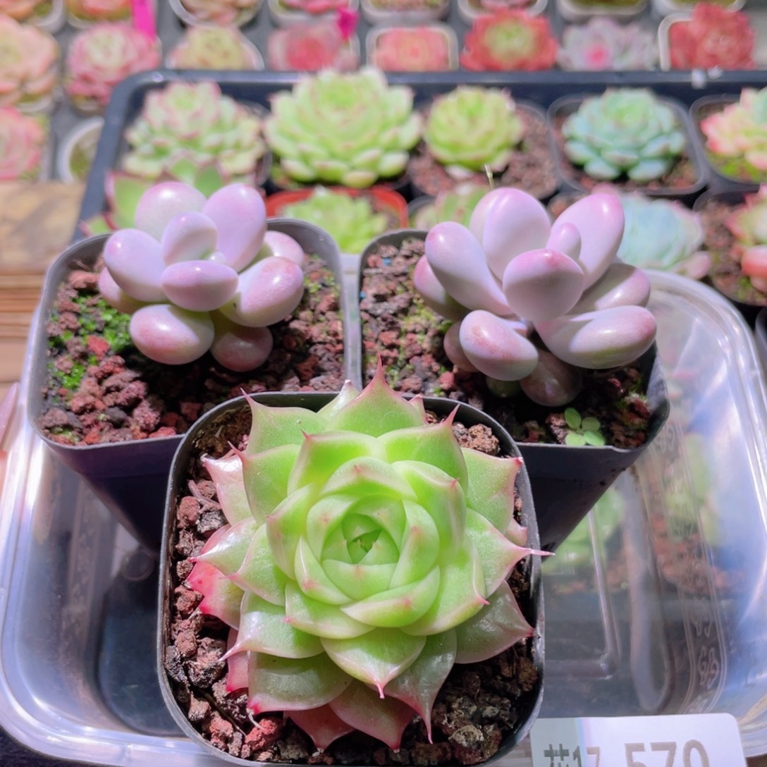 花利美17-570框拍3颗