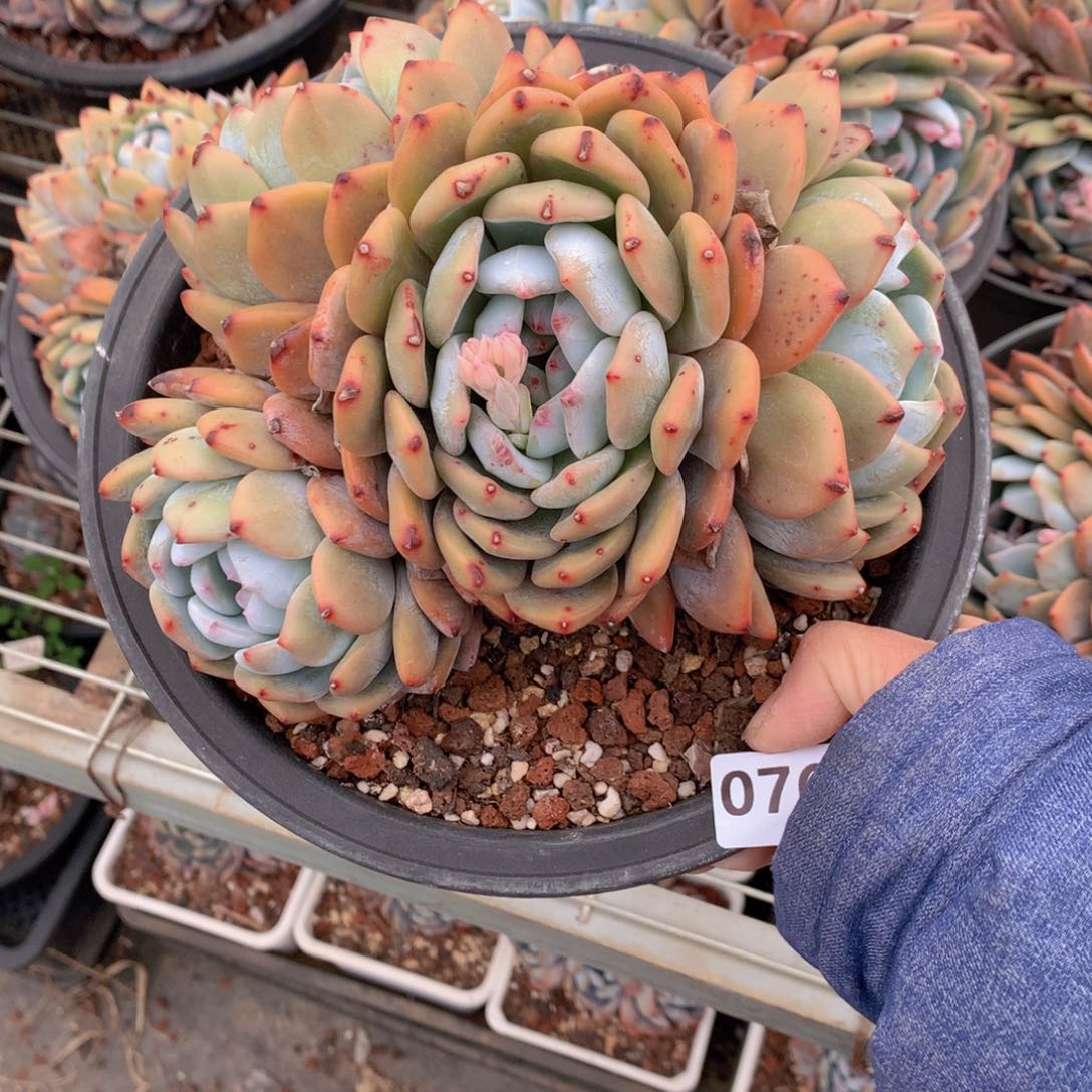 076多头一个大帅哥、今天