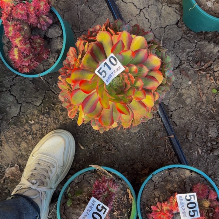 火狐花29-35包邮花花