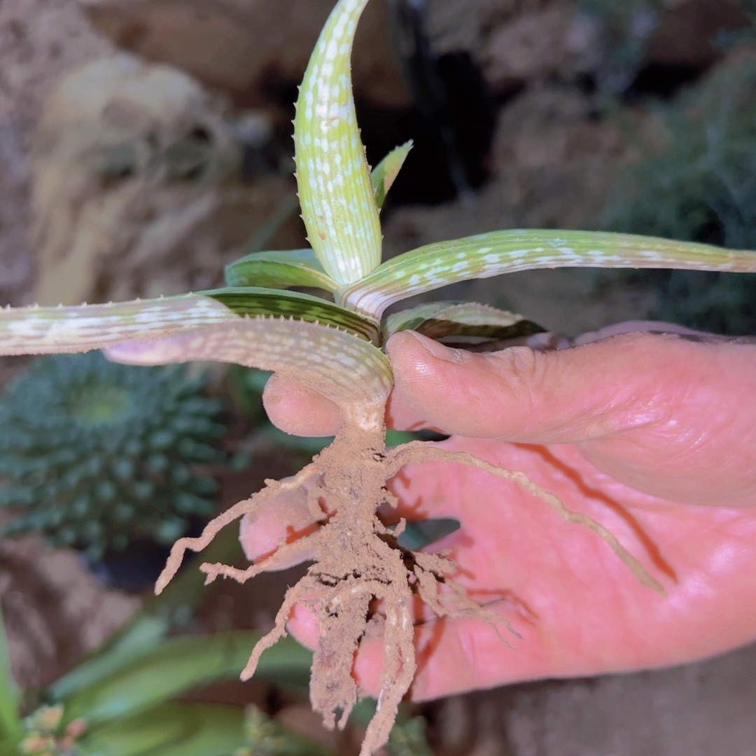****鱼块根植物块根植物