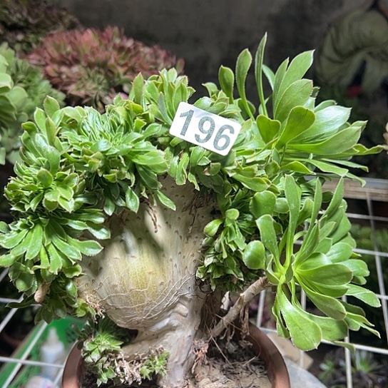 小***镖多肉植物一个妖196