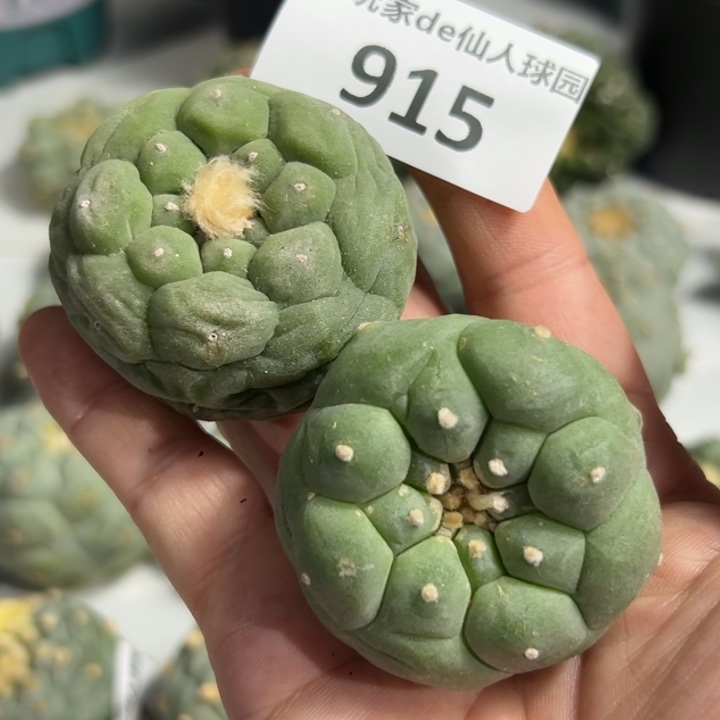 915福利 节后发货