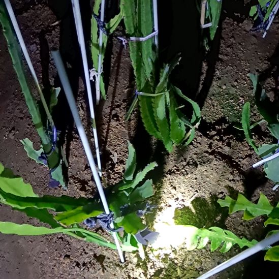 塔***)完全开放令箭何花中国红