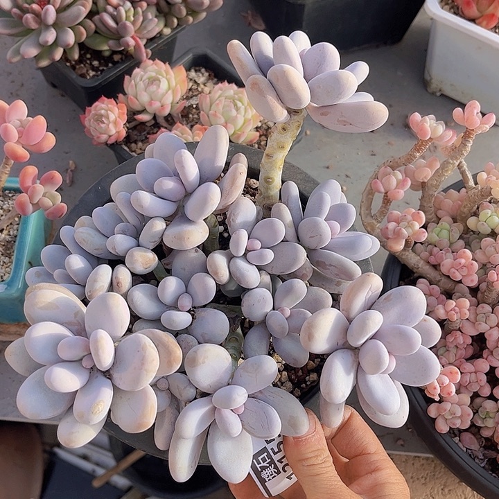 原始奶12155多肉植物