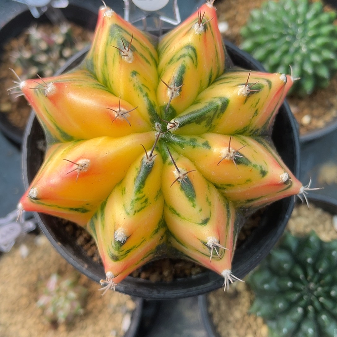 1-257米哈锦7.5厘米