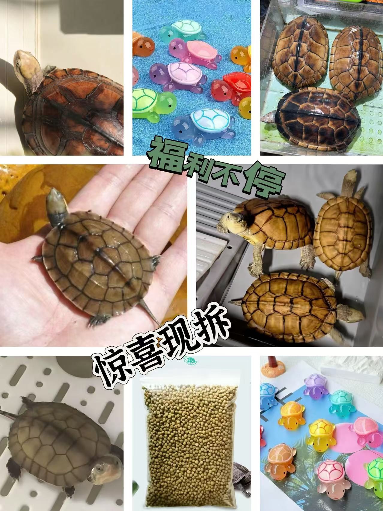 乌龟拆拆乐直播下单链接现场拆