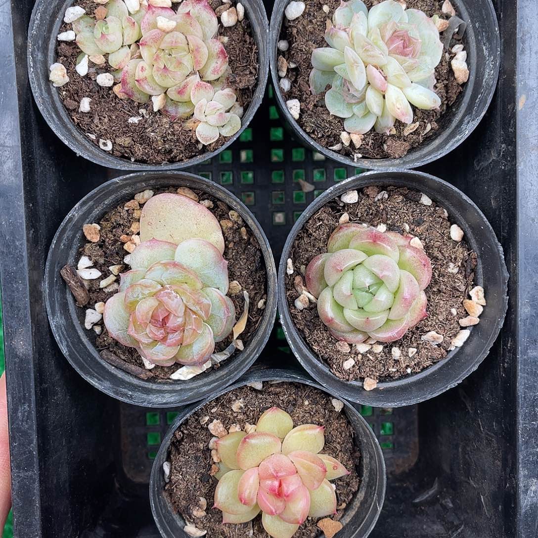 多肉一物一拍8-194