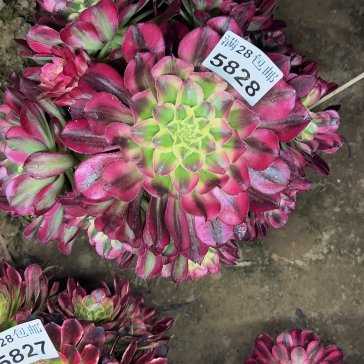 福5828天河多肉植物