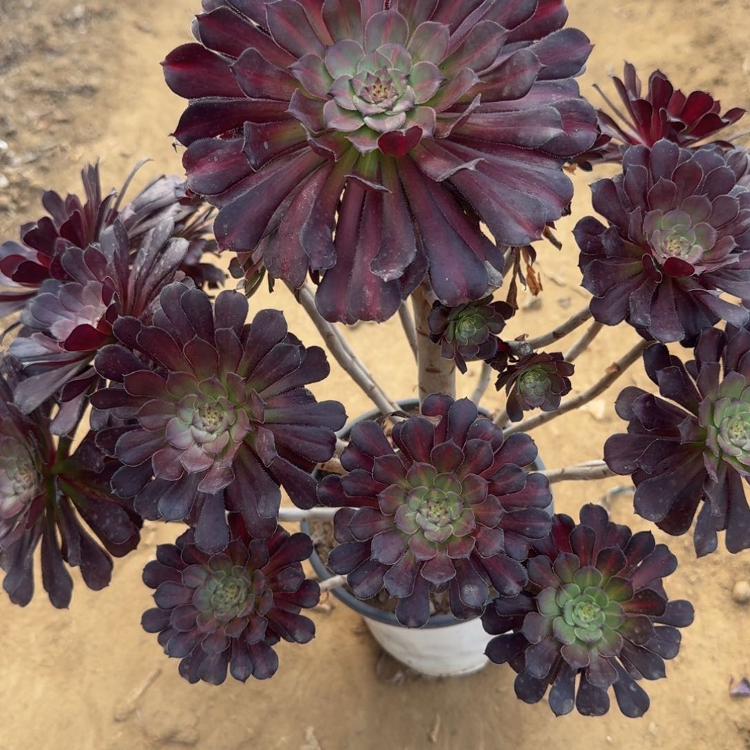 977号黑桐中斑母本清棚不包损