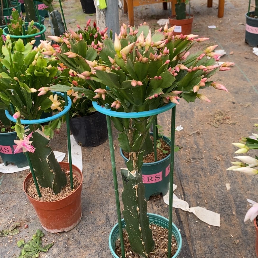 完全开放354嫁接068