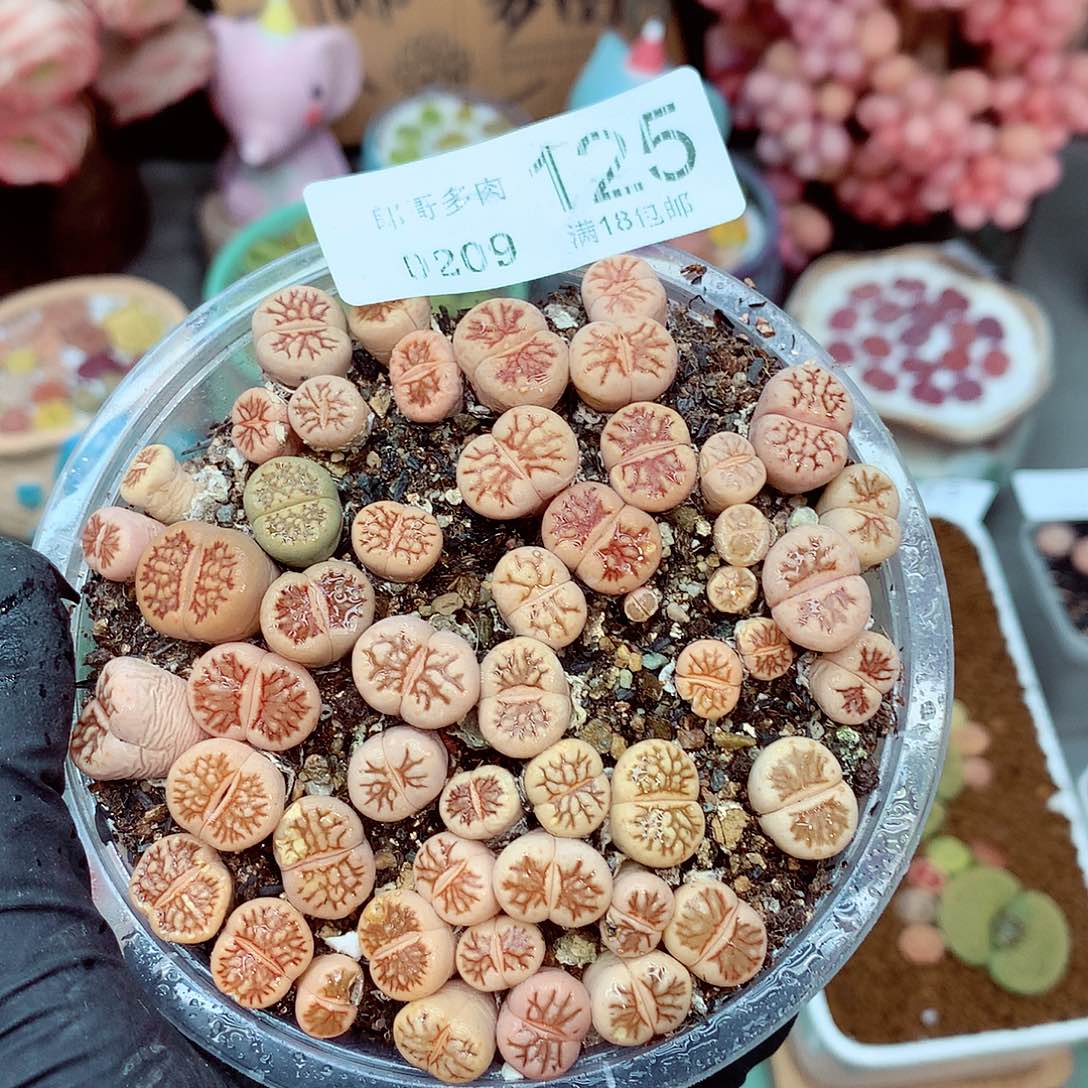 生石花满18包邮9-125