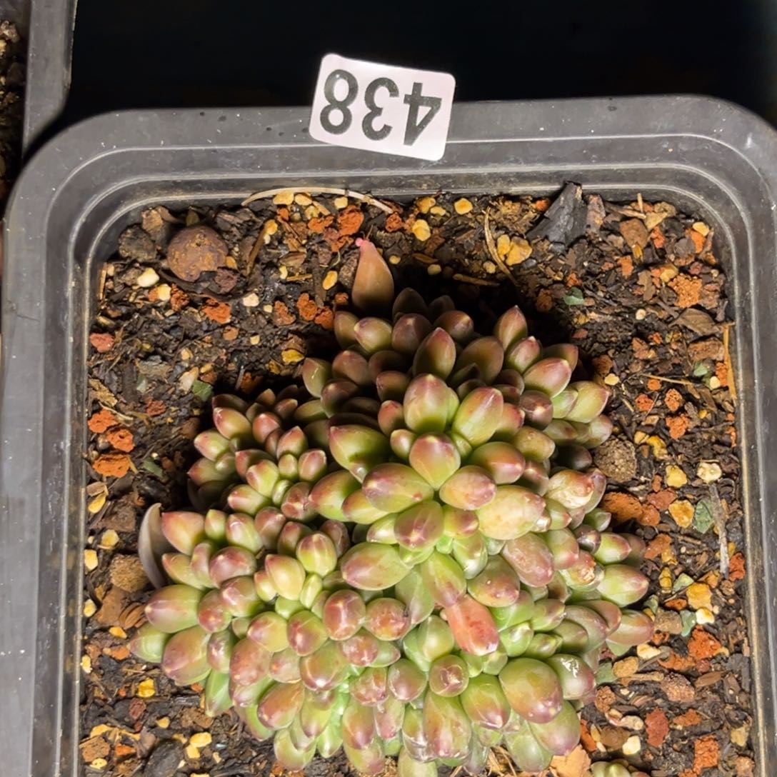 多肉植物千代田缀化438