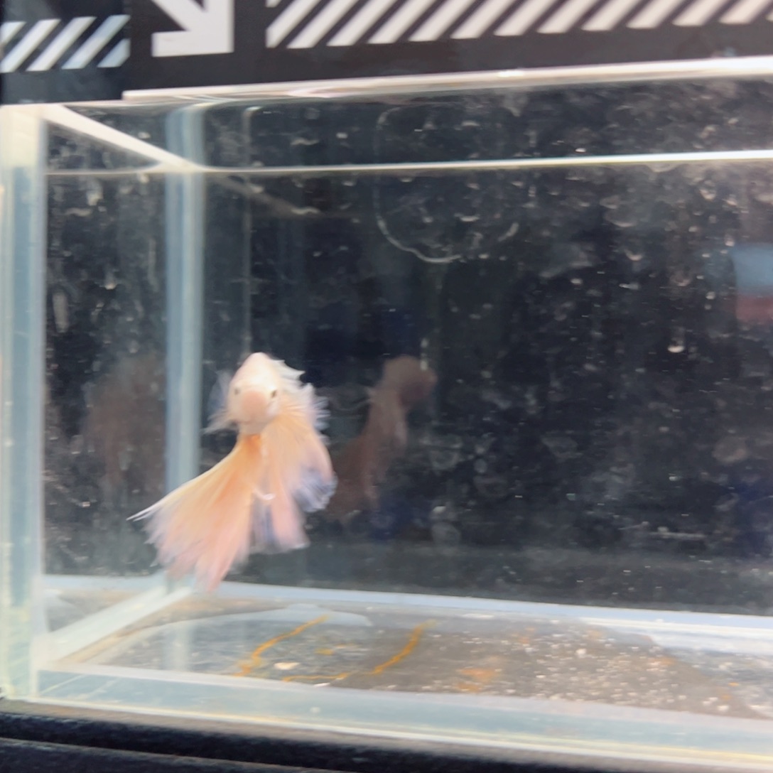 斗鱼浅色仙仙裙特殊尾