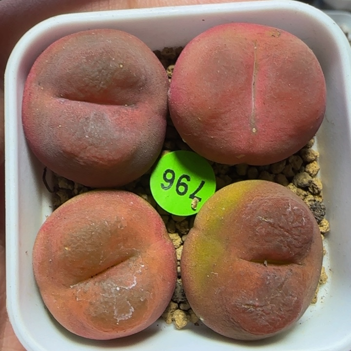 2.1+漂亮多肉脱土796