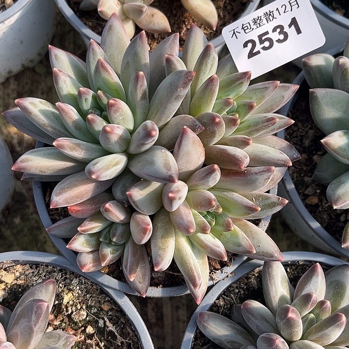 阿雅园艺。      2531三色美人