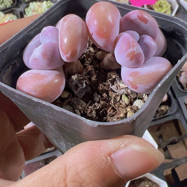 粉兔精品多肉植物