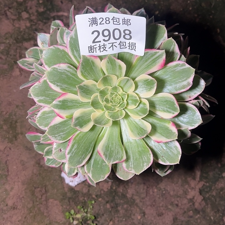 2908水蜜桃多肉植物
