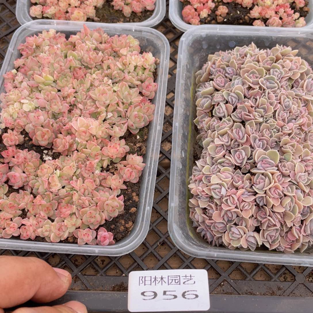 熊**宝多肉植物多肉植物956