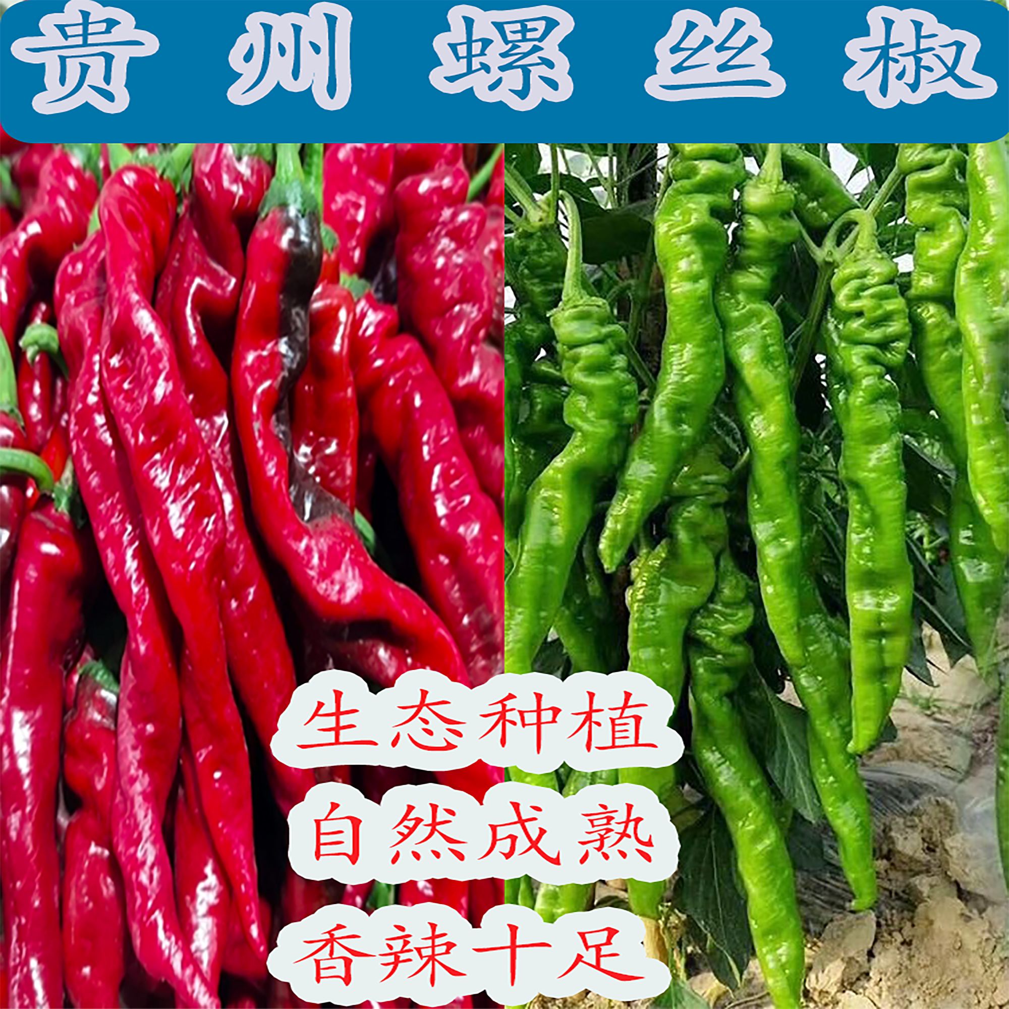 贵州辣椒螺丝椒青辣椒红辣椒现摘薄皮辣椒超辣二荆条线椒做酸辣椒