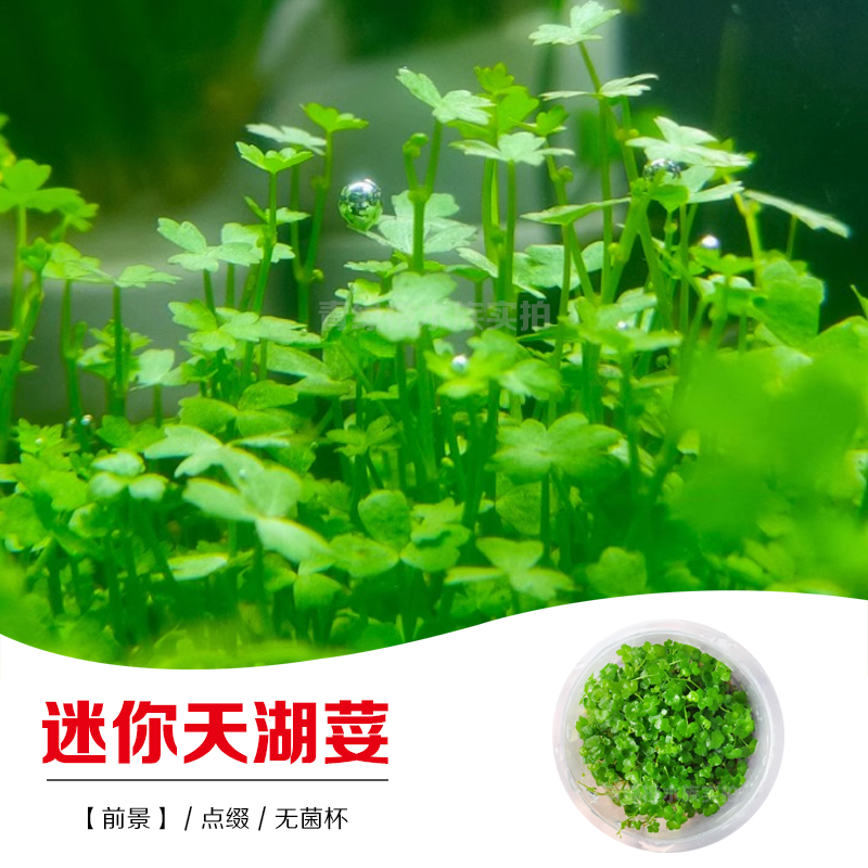 1无菌杯鱼缸草缸造景真水草迷你天湖荽