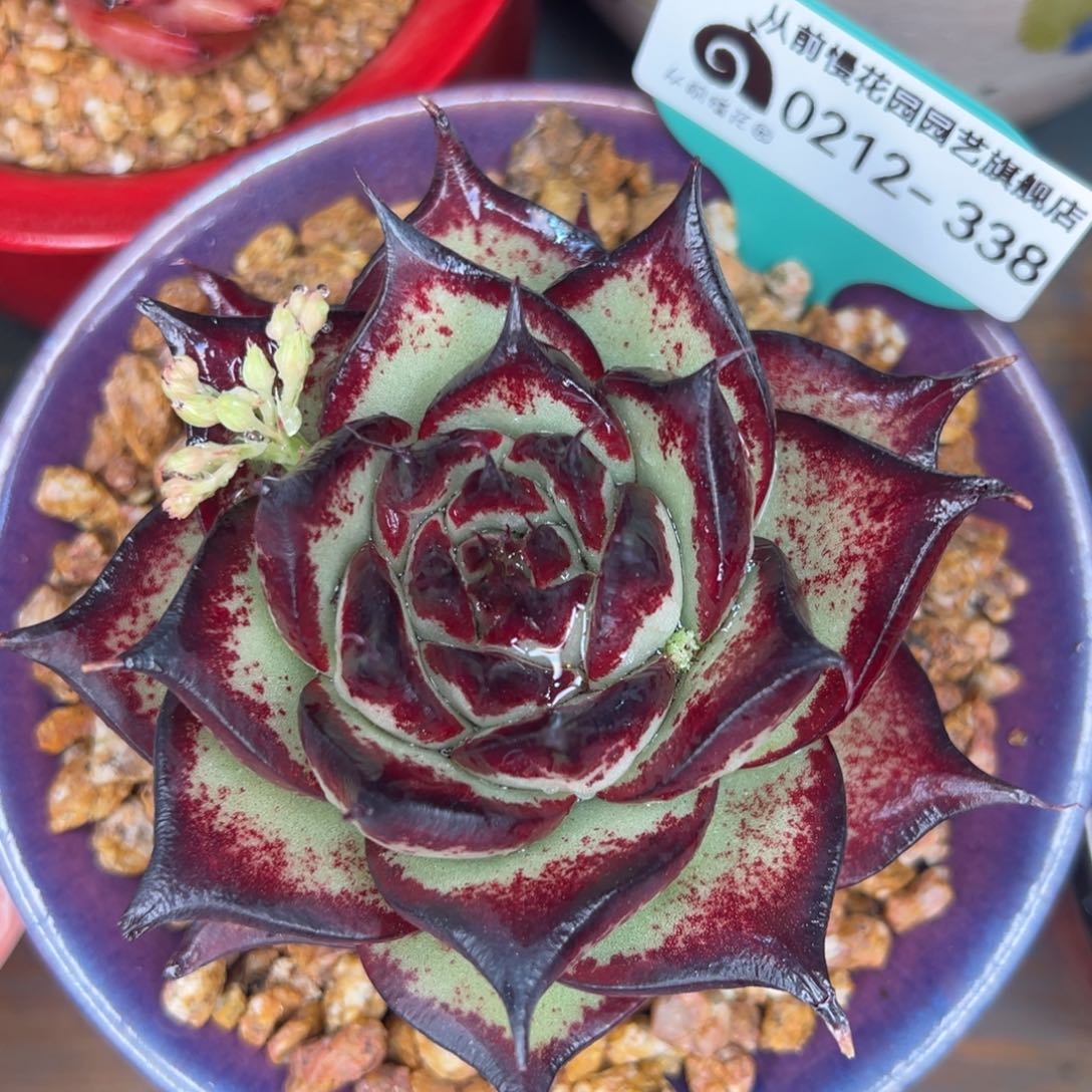 从前慢多肉精选编号0212.338